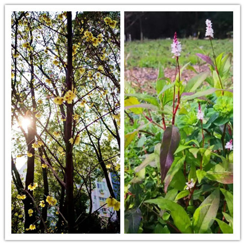 initpintu_副本1_副本.jpg initpintu_副本1_副本.jpg